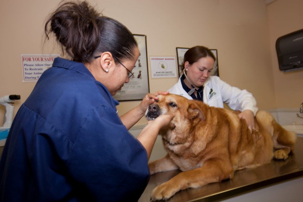 Photograph of two doctors examining a dog, which is lying on an examining table. 